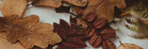 Dried autumn leaves and foliage backdrop with natural textures on a light background.